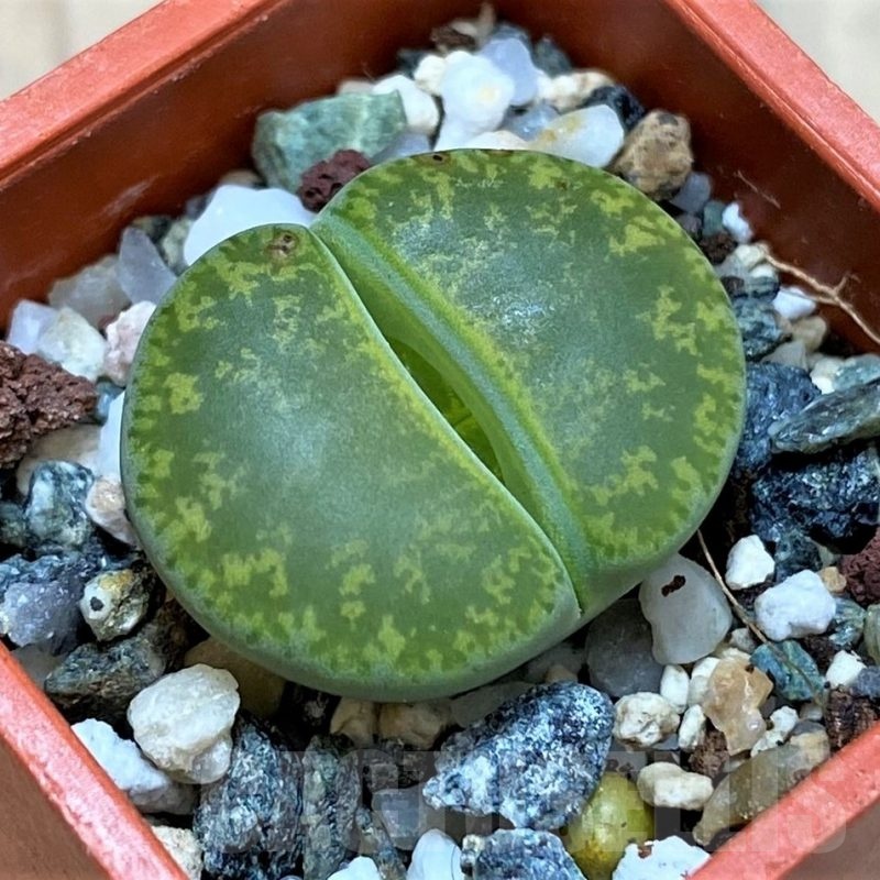 SH24210 Lithops lesliei v. albinica