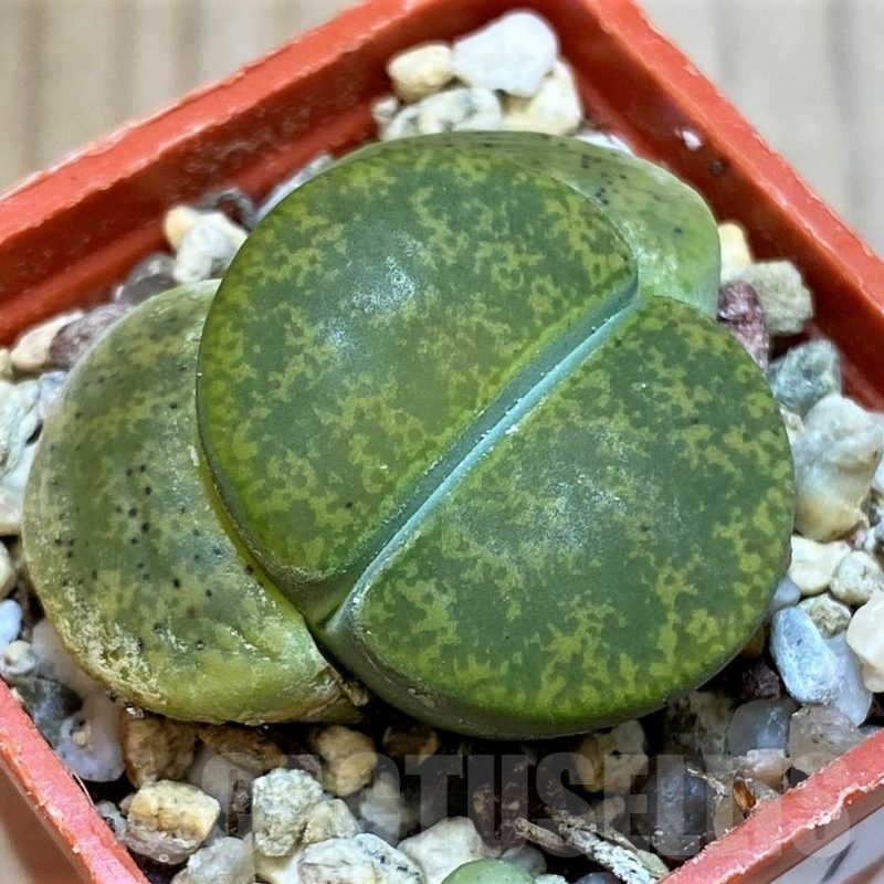 SH24211 Lithops lesliei v. albinica