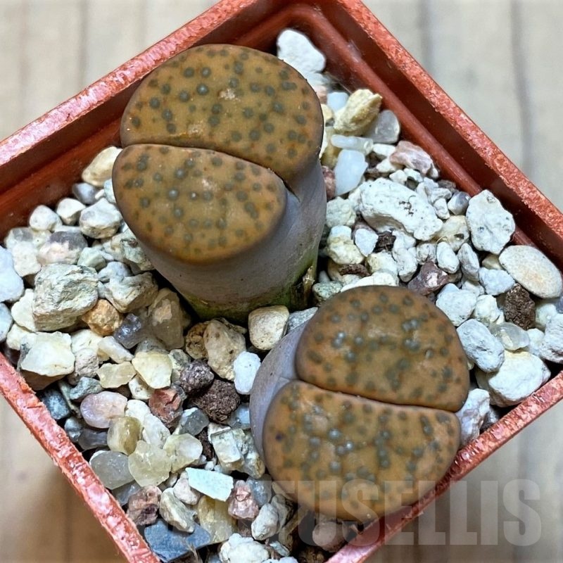 SH24212 Lithops fulviceps C412