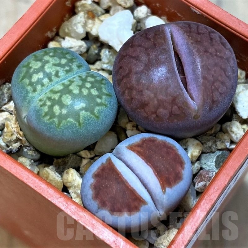 SH24213 Lithops mix