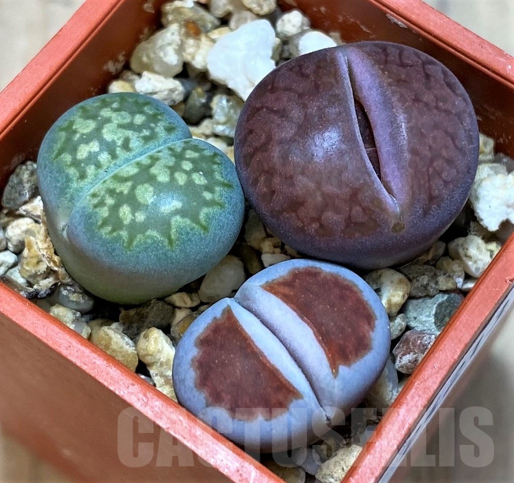 SH24213 Lithops mix