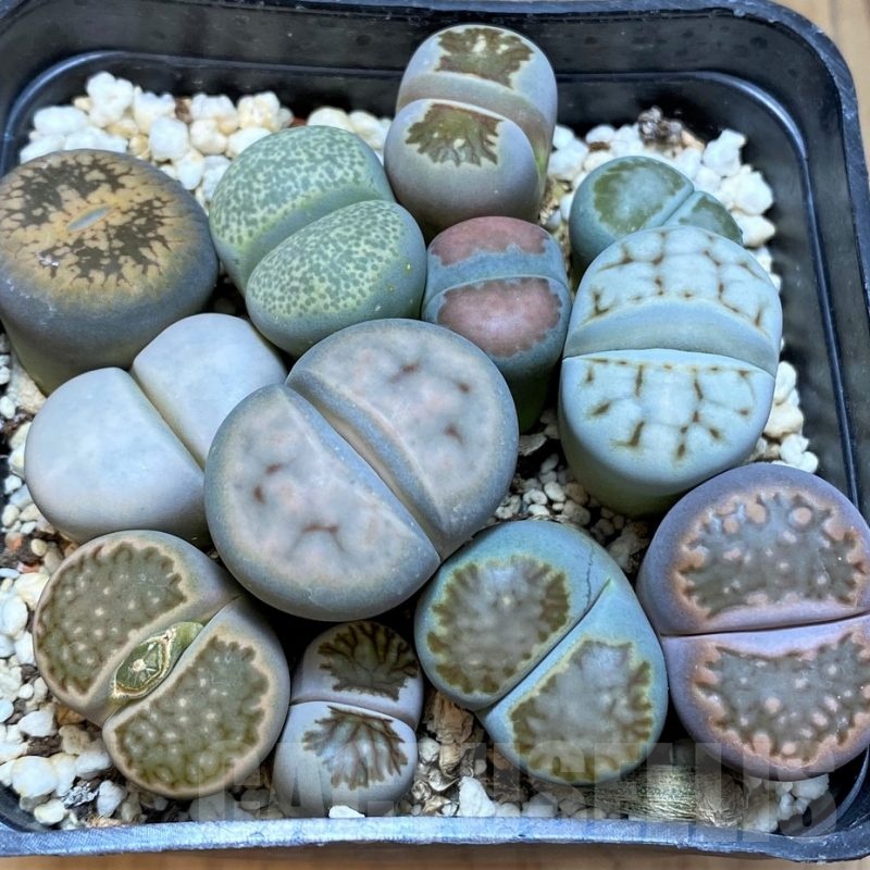 SH24214 Lithops mix