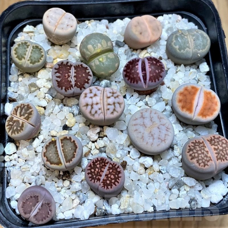 SH24215 Lithops mix