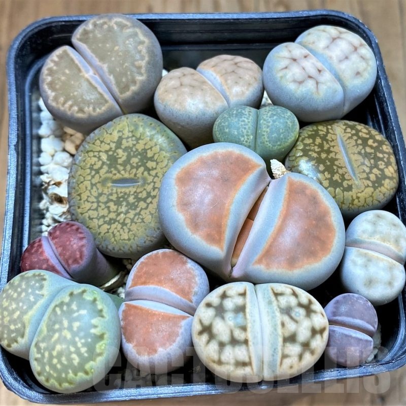 SH24216 Lithops mix