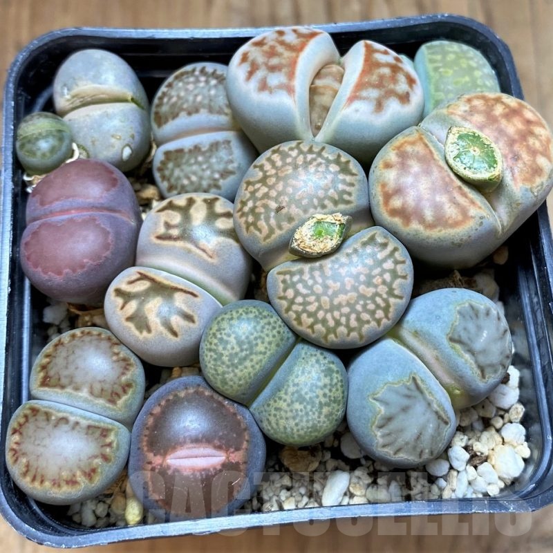 SH24217 Lithops mix