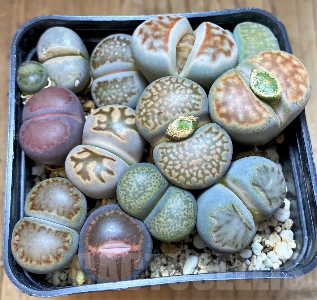 SH24217 Lithops mix