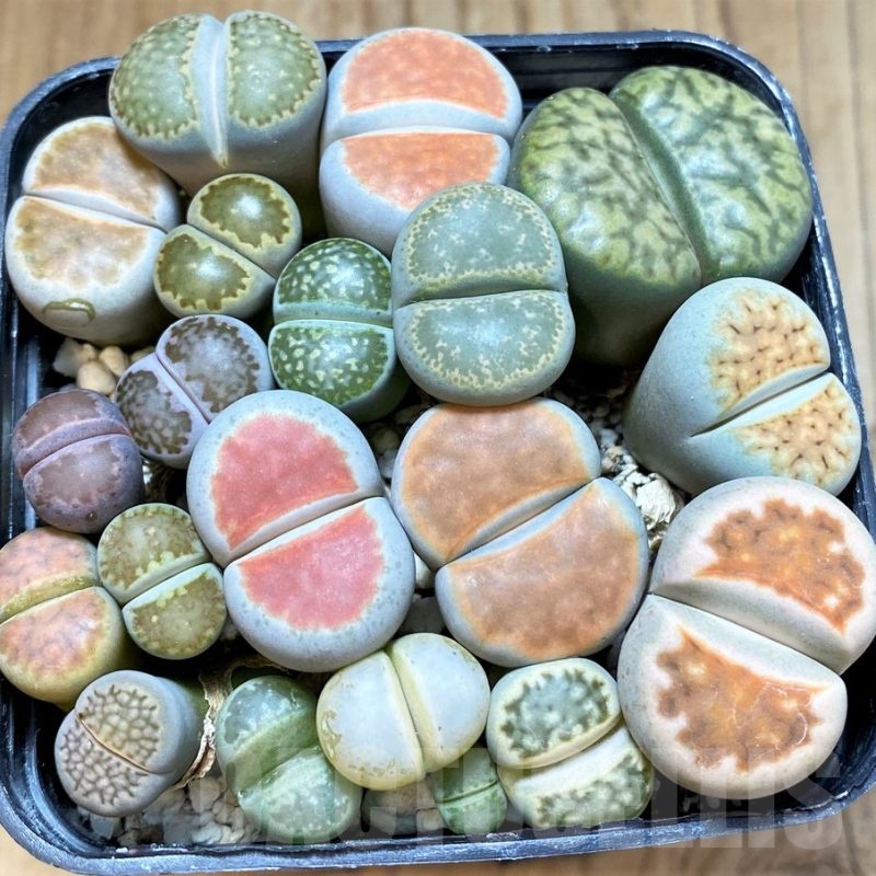 SH24218 Lithops mix