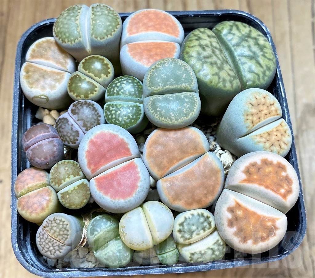 SH24218 Lithops mix
