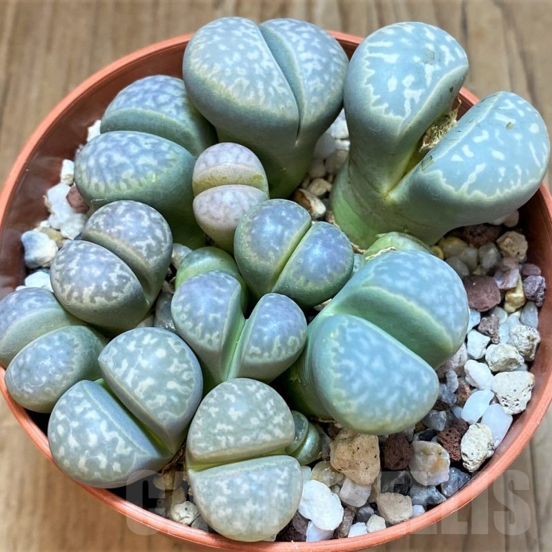 SH24219 Lithops marmorata mix