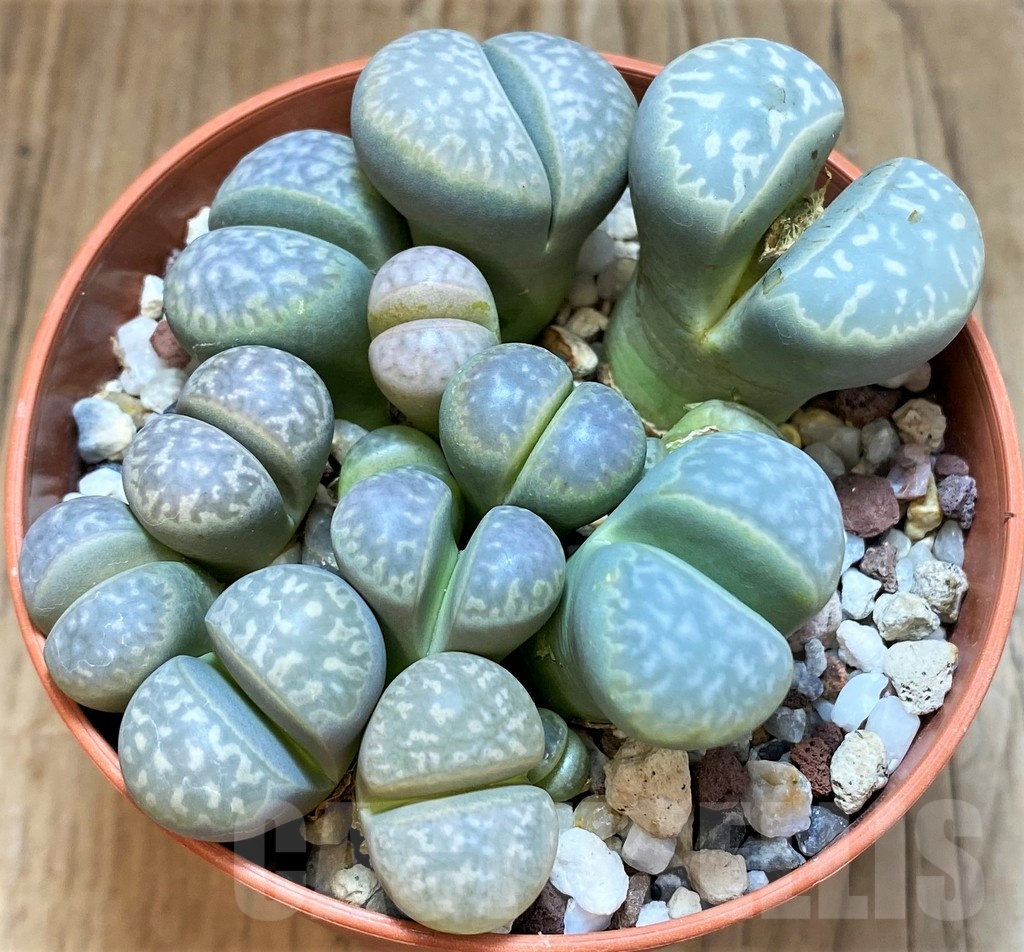 SH24219 Lithops marmorata mix