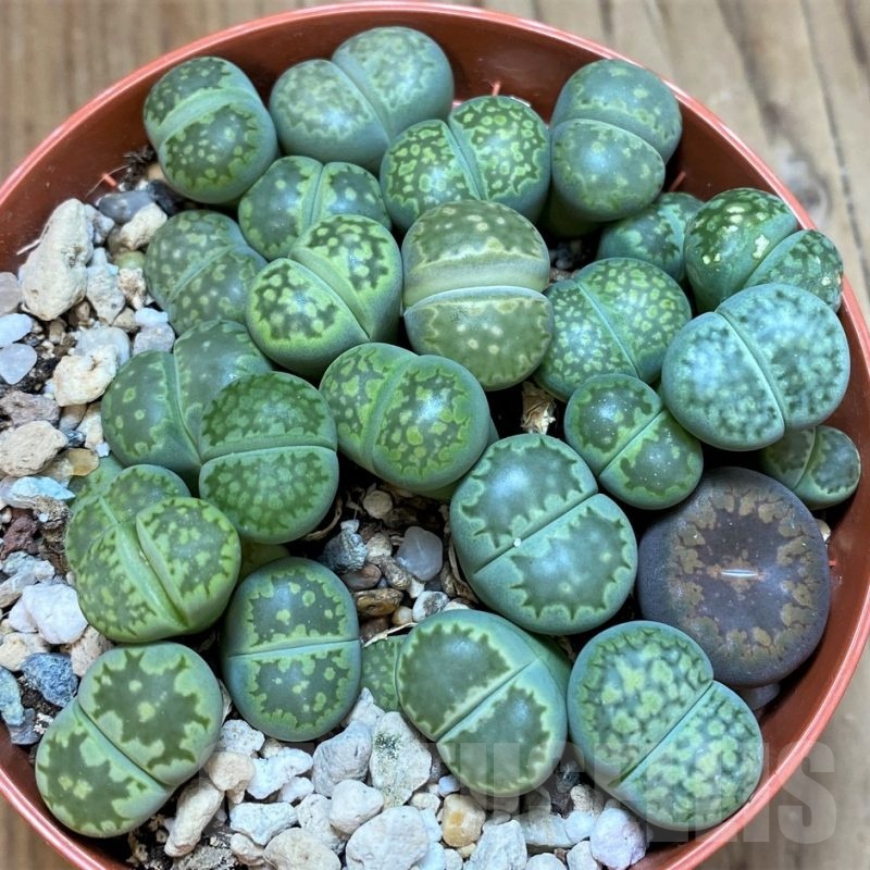 SH24220 Lithops julii v. fulleri 'Fuller Green' mix