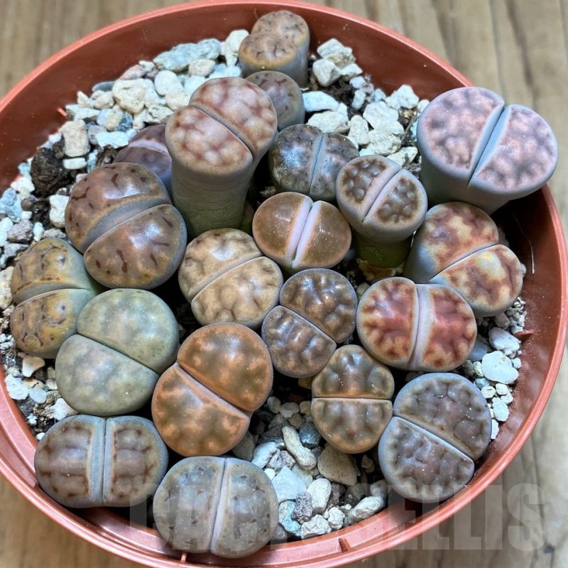 SH24221 Lithops karasmontana mix