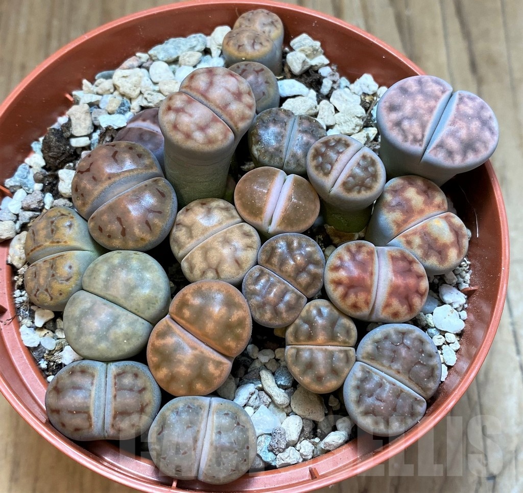 SH24221 Lithops karasmontana mix