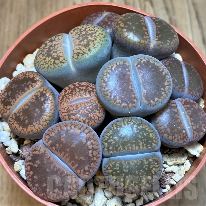 SH24222 Lithops aucampiae mix