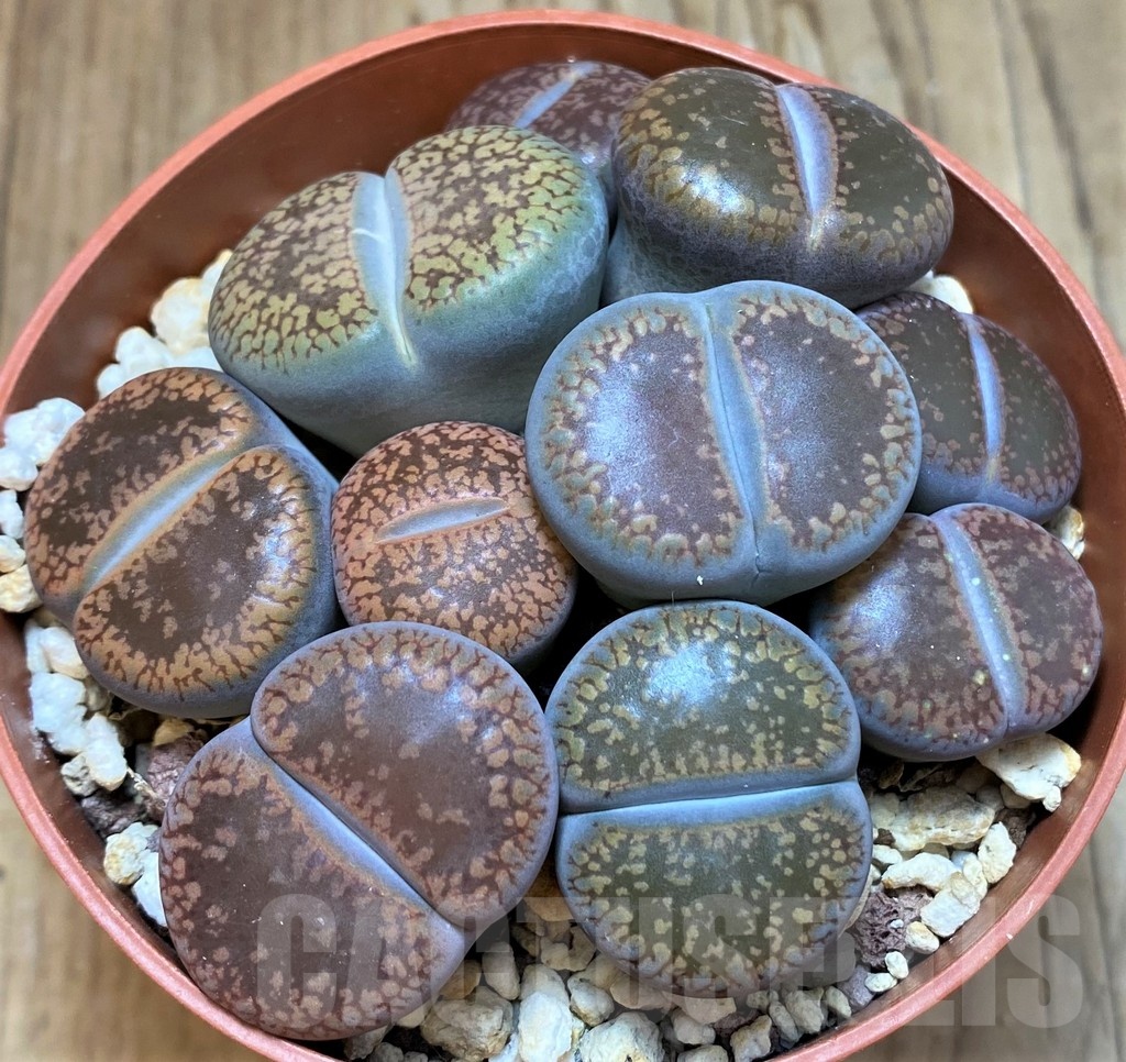 SH24222 Lithops aucampiae mix