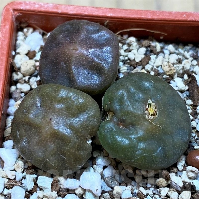 SH24147 Conophytum angelicae ssp. tetragonum, seedling 3 plants