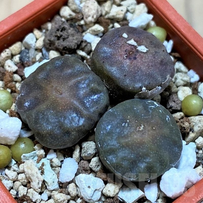SH24148 Conophytum angelicae ssp. tetragonum, seedling 3 plants