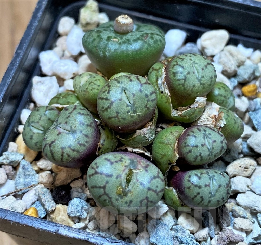 SH24141 Conophytum obcordellum - Image 2