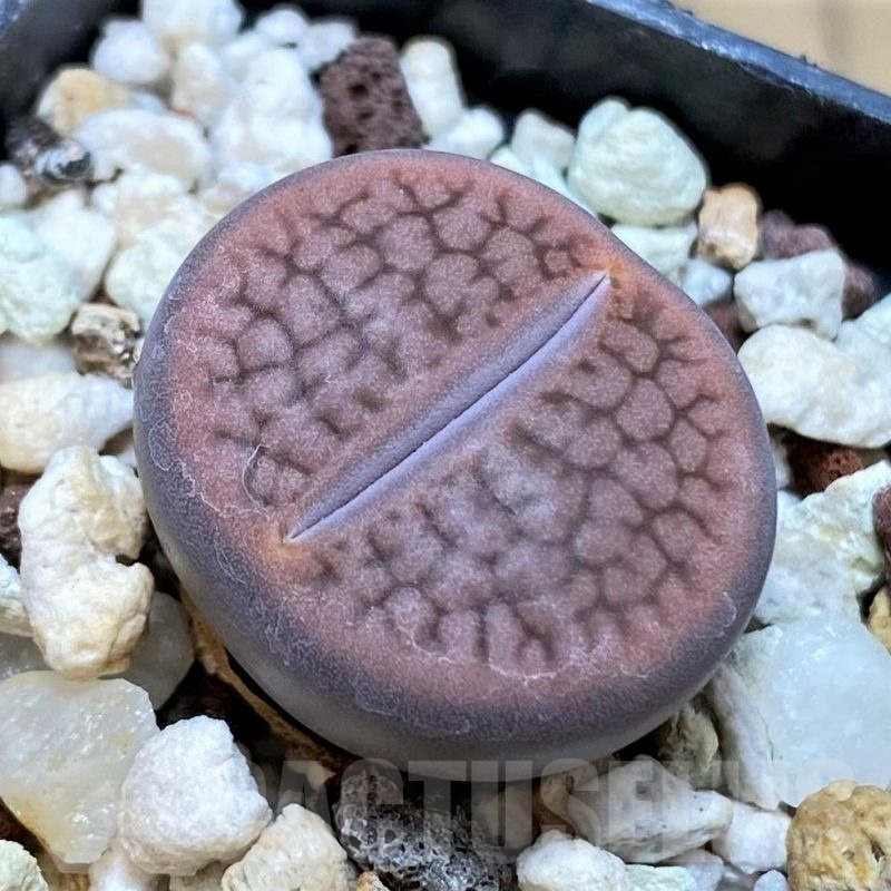 SH24150 Lithops hookeri
