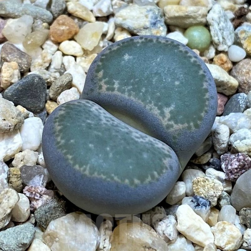 SH24152 Lithops terricolor