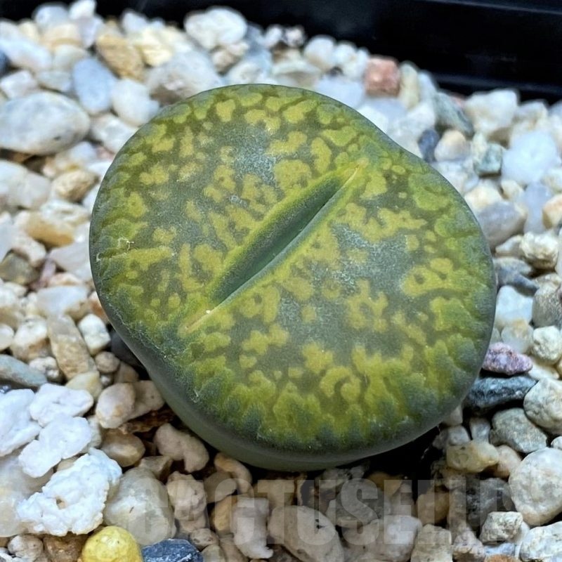 SH24153 Lithops aucampiae 'Jackson's Jade'
