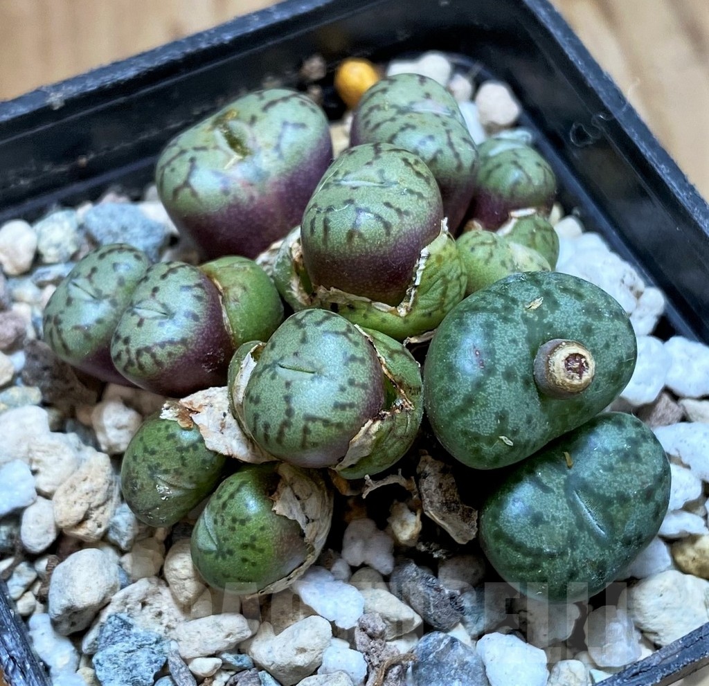 SH24141 Conophytum obcordellum