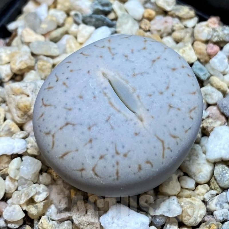 SH24155 Lithops pseudotruncatella ssp. volkii