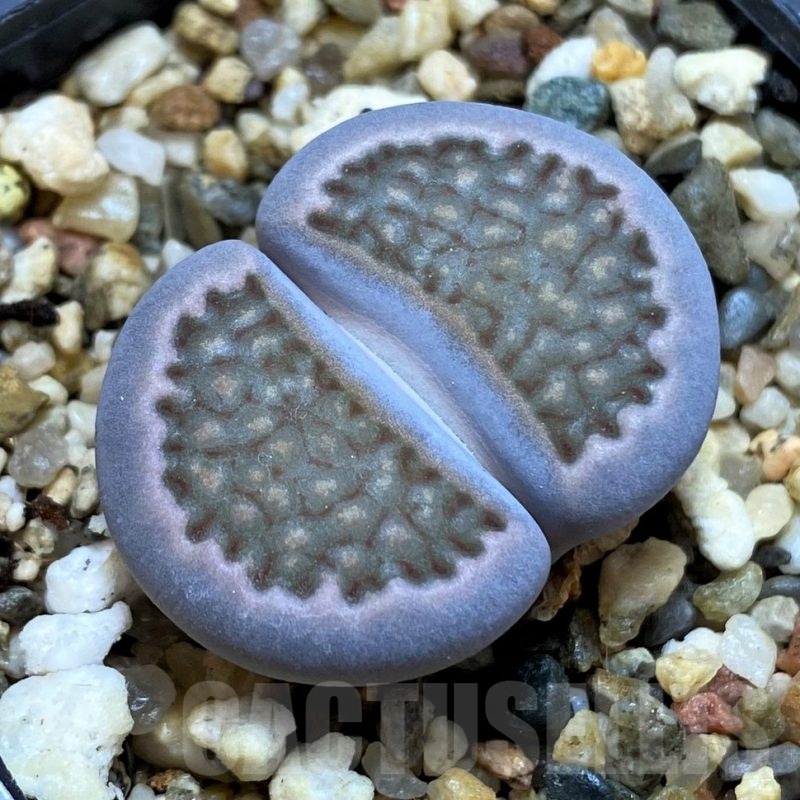 SH24157 Lithops halii C375
