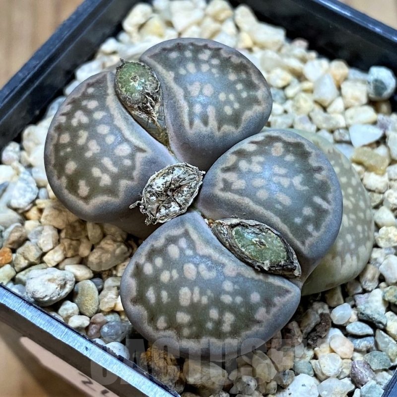 SH24158 Lithops halii C087