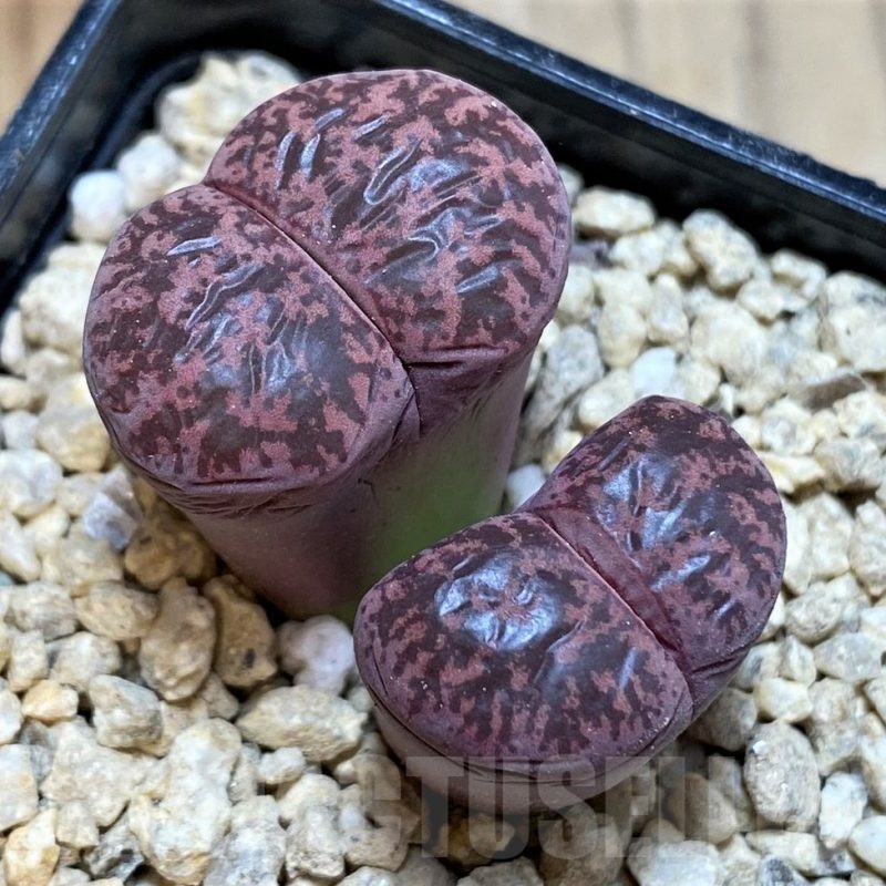 SH24159 Lithops lesliei 'Fred's Redhead'