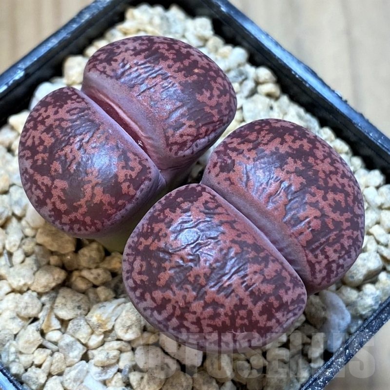 SH24160 Lithops lesliei 'Fred's Redhead'