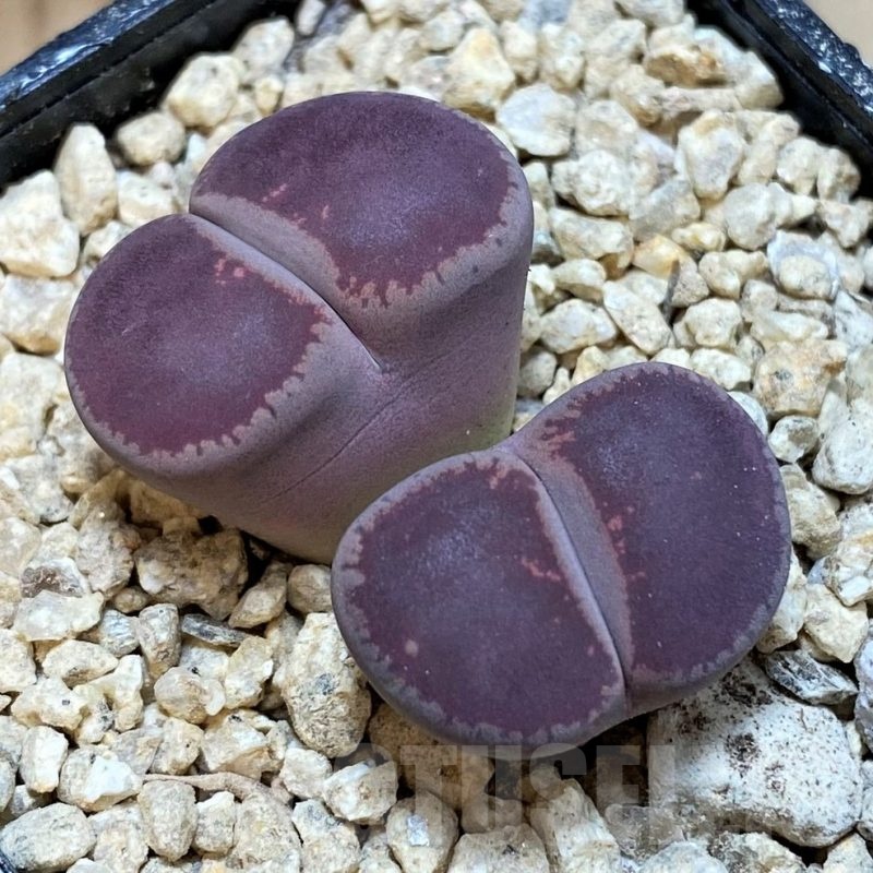 SH24161 Lithops aucampiae 'Kokerboom KO'
