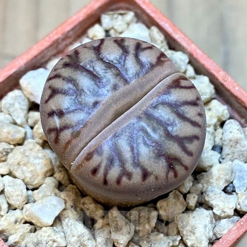 SH24162 Lithops bromfieldii 'Red Coral'