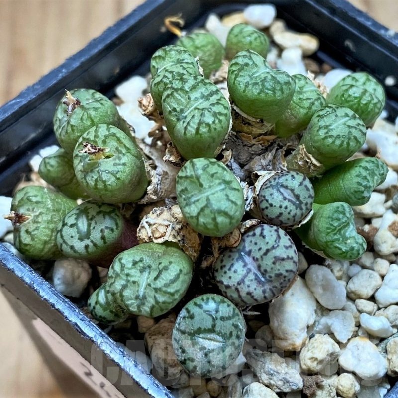 SH24142 Conophytum obcordellum