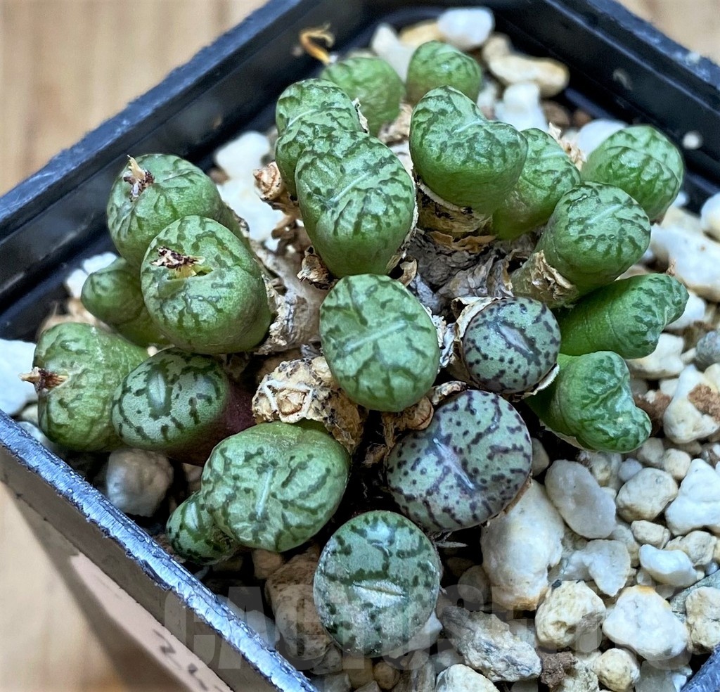 SH24142 Conophytum obcordellum