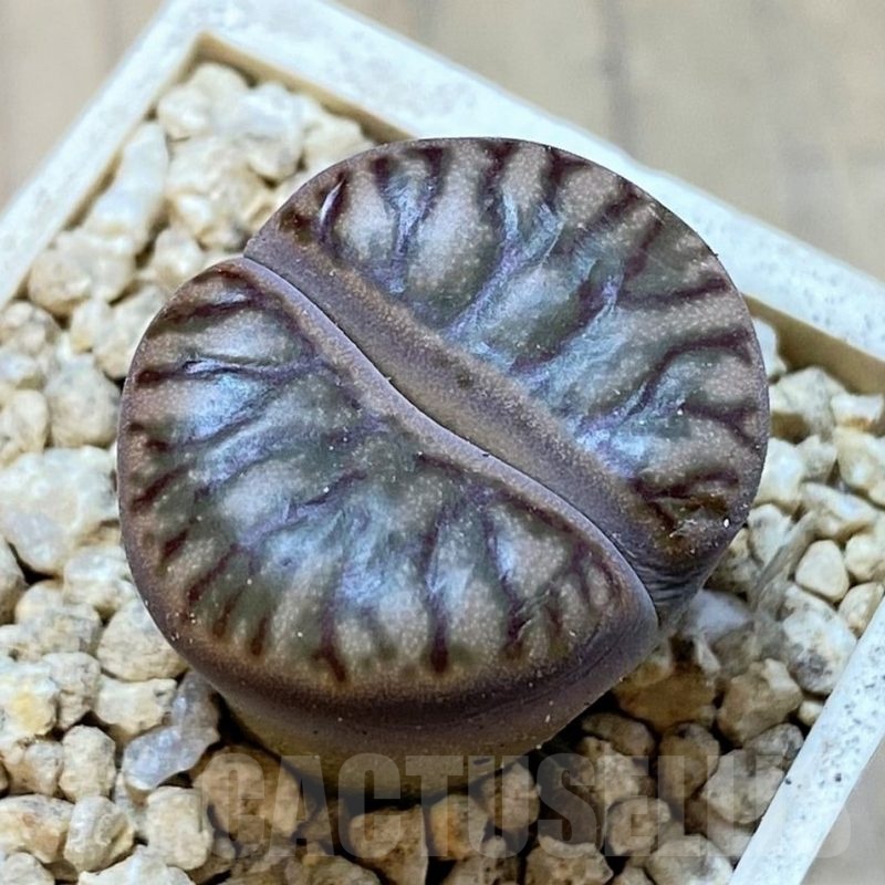 SH24163 Lithops bromfieldii 'Red Coral'