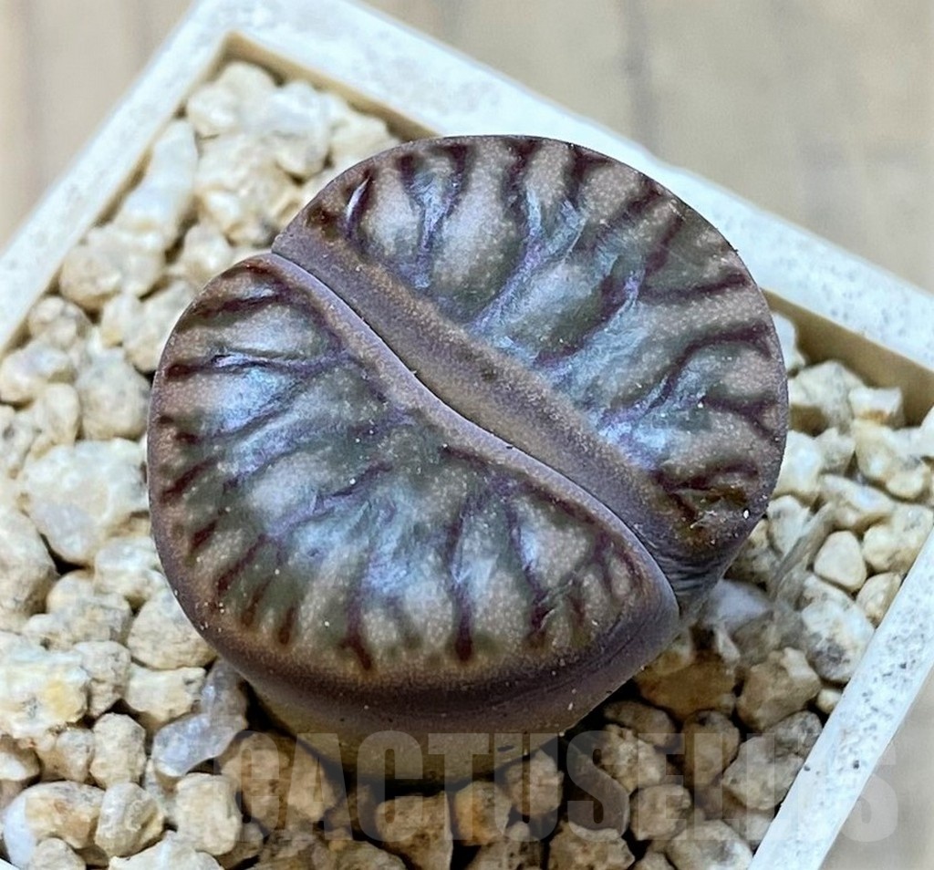 SH24163 Lithops bromfieldii 'Red Coral'