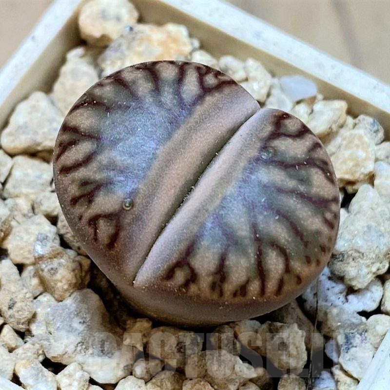 SH24164 Lithops bromfieldii 'Red Coral'
