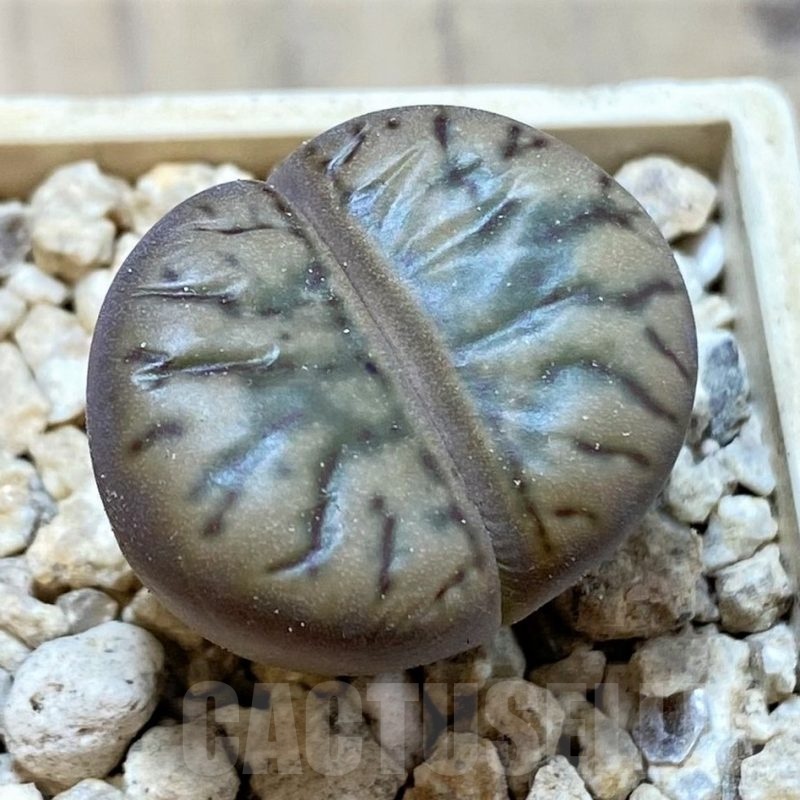 SH24165 Lithops bromfieldii 'Red Coral'