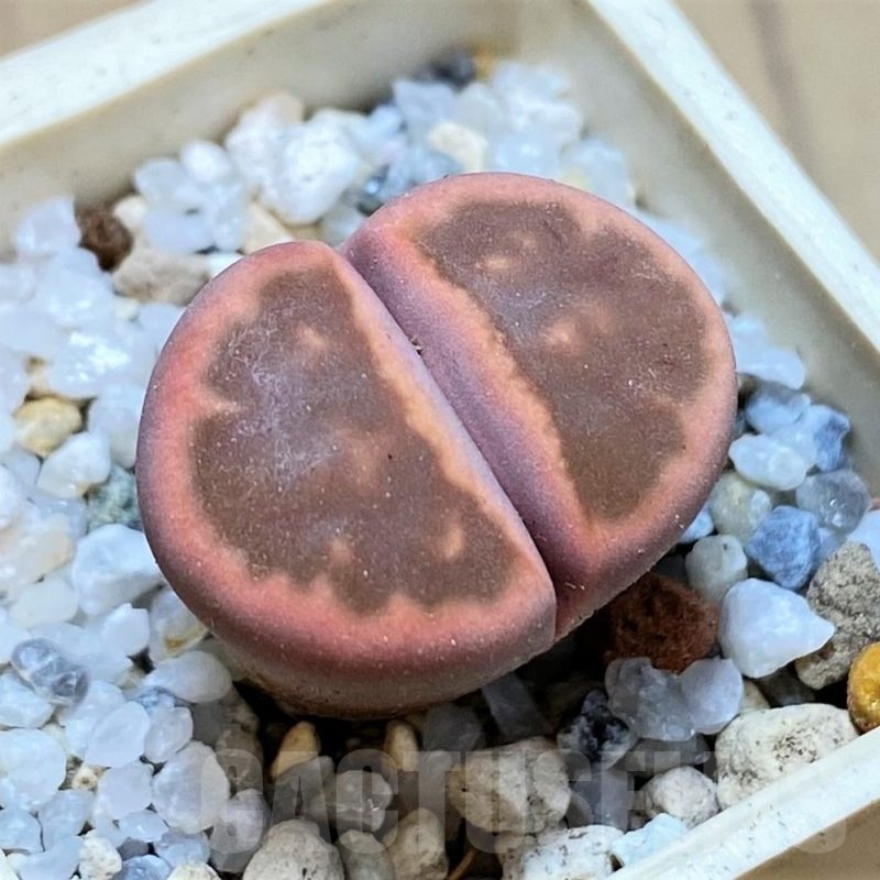 SH24166 Lithops karasmontana 'Bella Fenestrata'