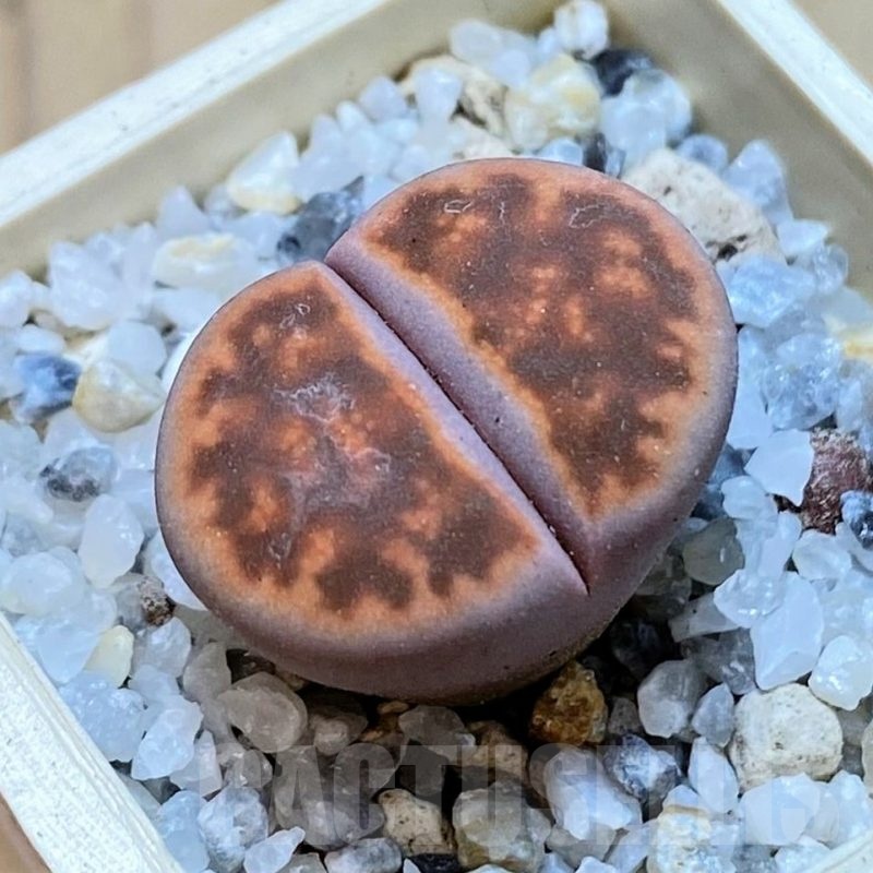 SH24167 Lithops karasmontana 'Bella Fenestrata'
