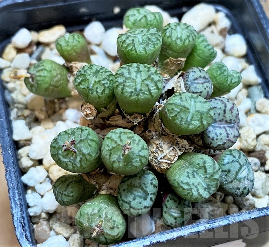 SH24142 Conophytum obcordellum - Image 2