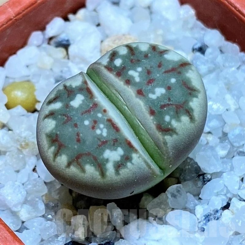 SH24168 Lithops dorotheae