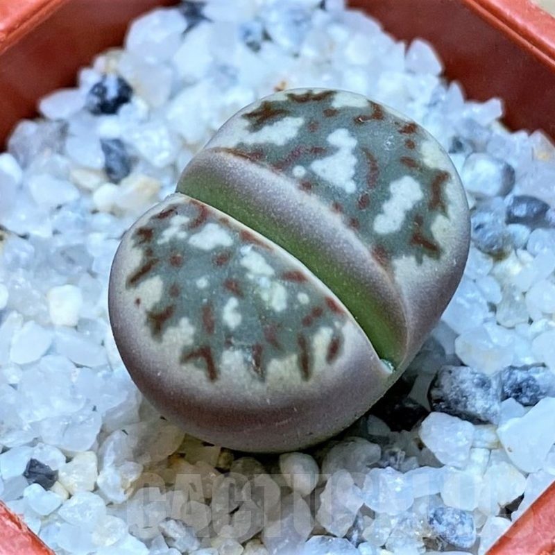 SH24169 Lithops dorotheae