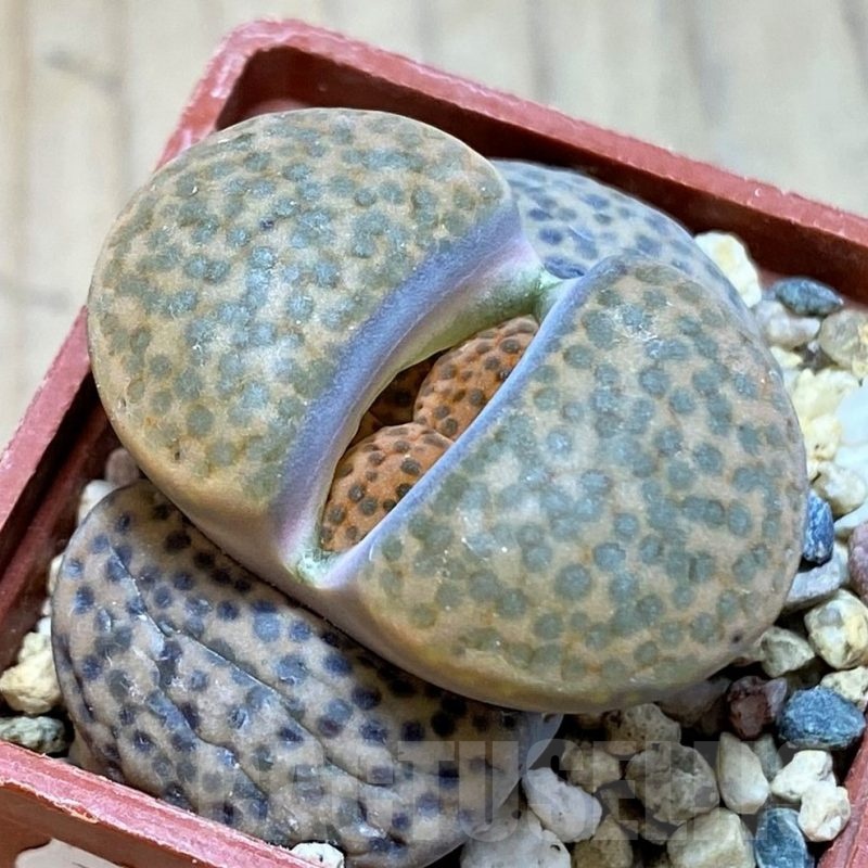 SH24170 Lithops fulviceps