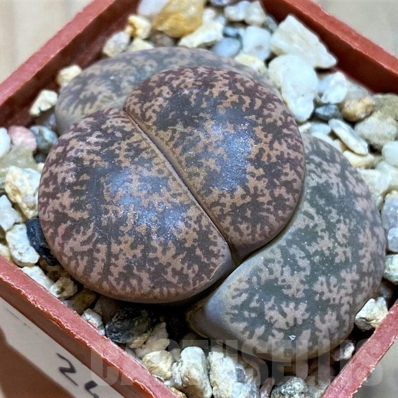 SH24171 Lithops lesliei 'Pietersburg'
