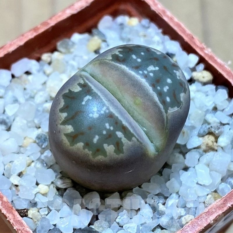 SH24172 Lithops dorotheae