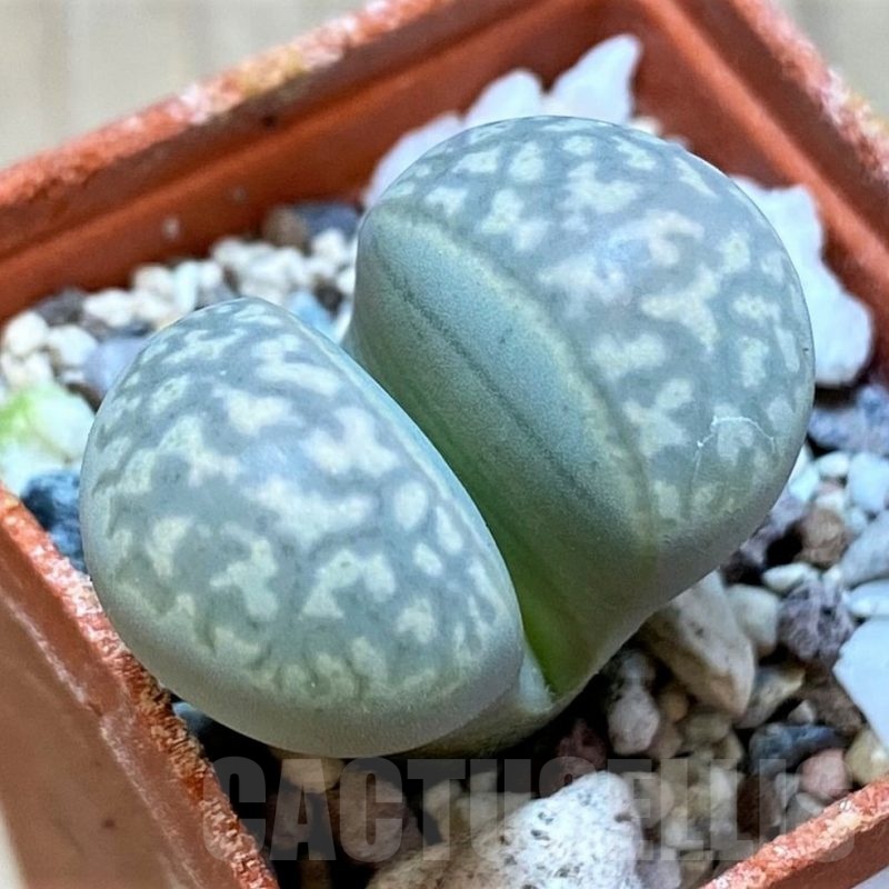 SH24173 Lithops marmorata v. elisae