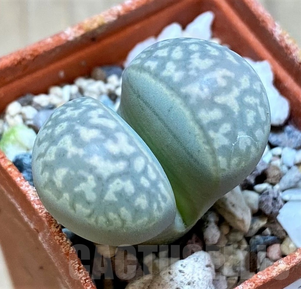 SH24173 Lithops marmorata v. elisae