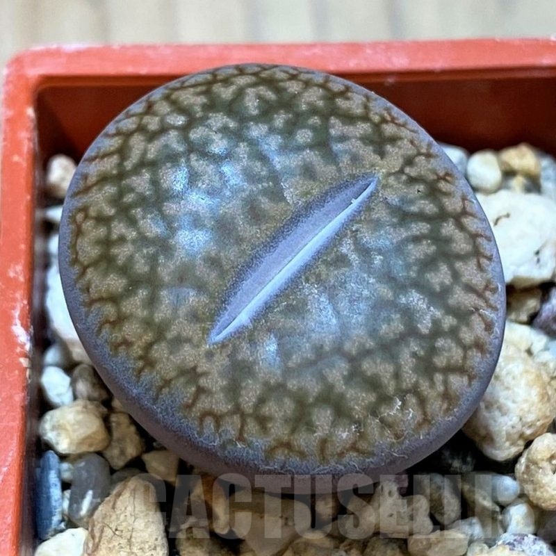 SH24174 Lithops hookeri v. marginata L9-56
